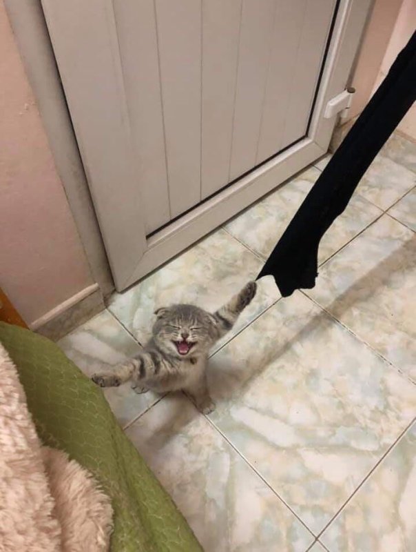 Кошка застряла