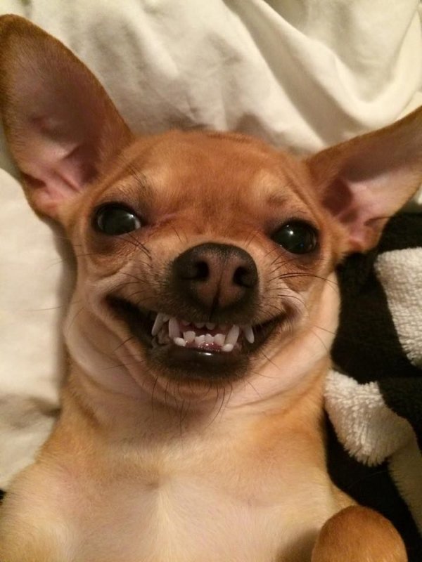 Рейтинг 2023 г. собак