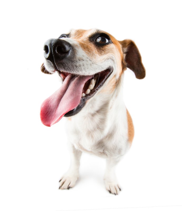 Веселая собака на белом фоне