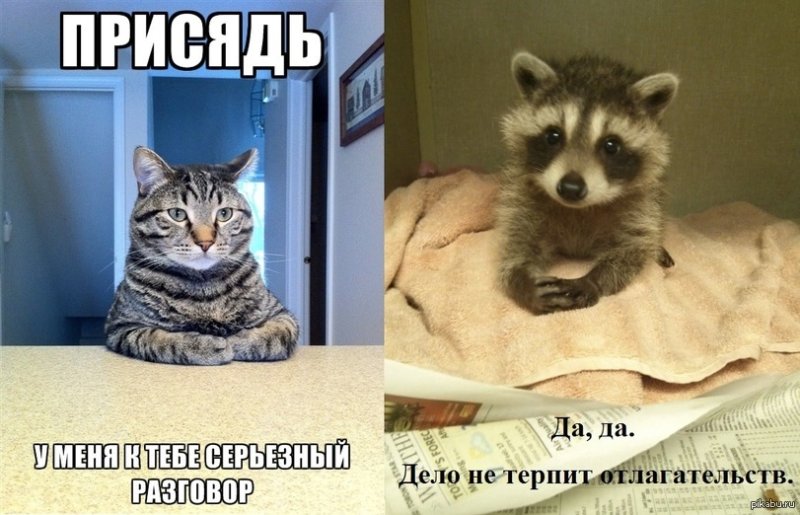 Мемы с котами нам надо поговорить