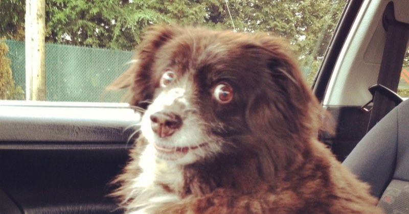 Мем заводи, заводи это дерьмо