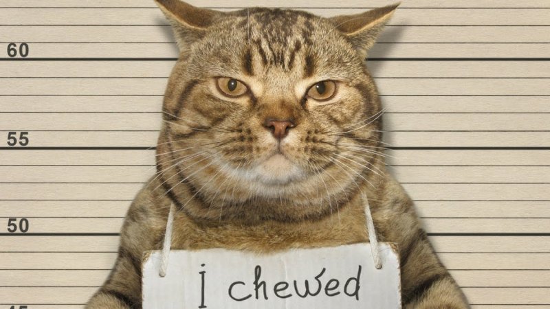 Вино для кошек