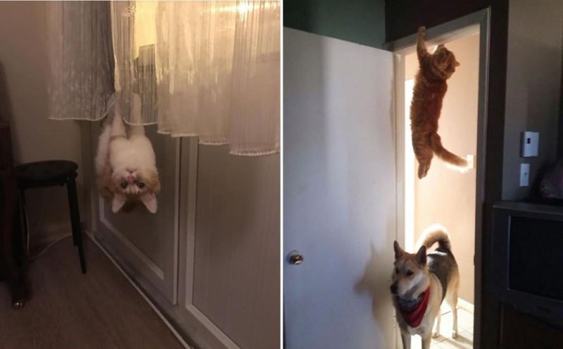 Кот в прыжке