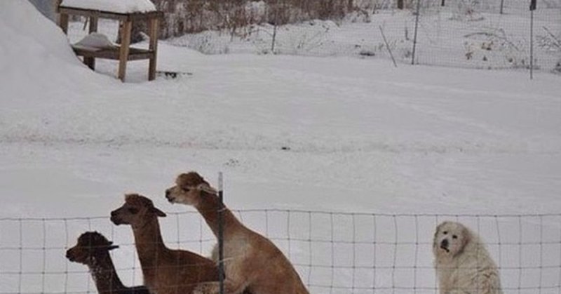 Нескучный юмор