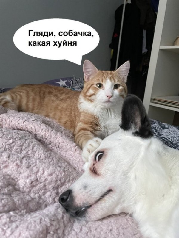 Вот такая вот фигня собачка