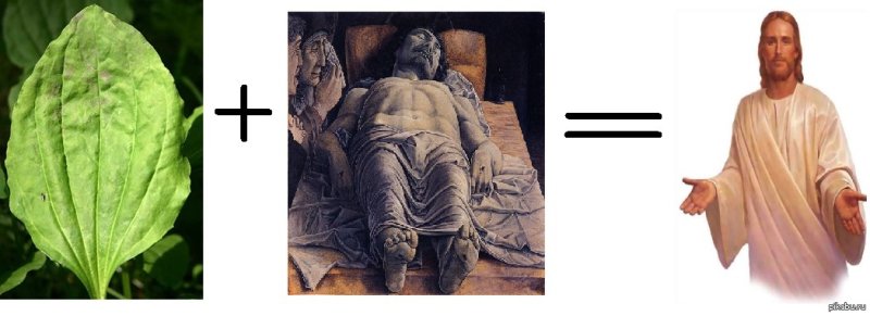 Подорожник не болей Мем