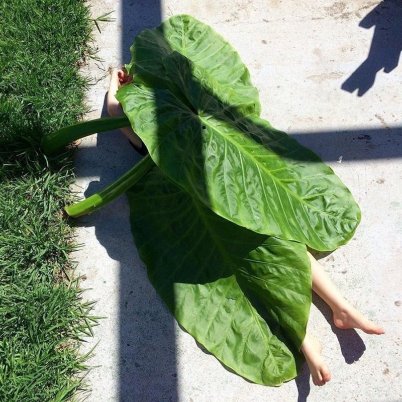 Приложить подорожник