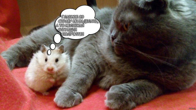 Хомячок и котик