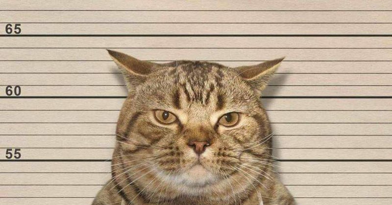 Кот разбил айфон