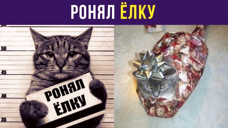 Приколы с котами ронял ёлку