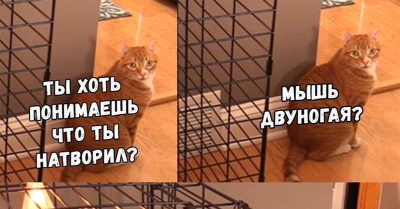 Ты хоть понимаешь что ты натворил мышь двуногая