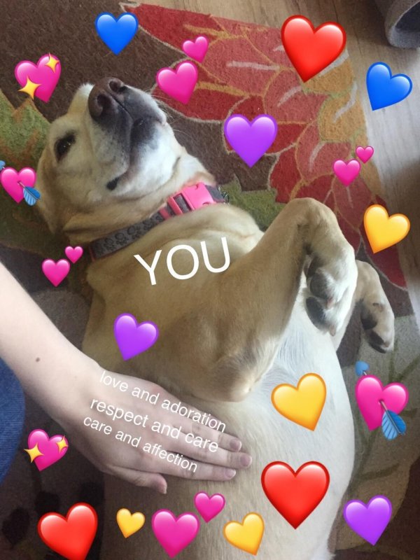 Собаки с сердечками