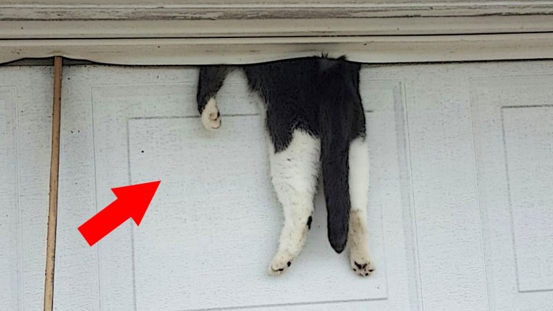 Кот застрял в двери