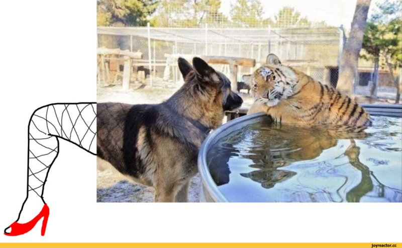 Вот такие дела собачка