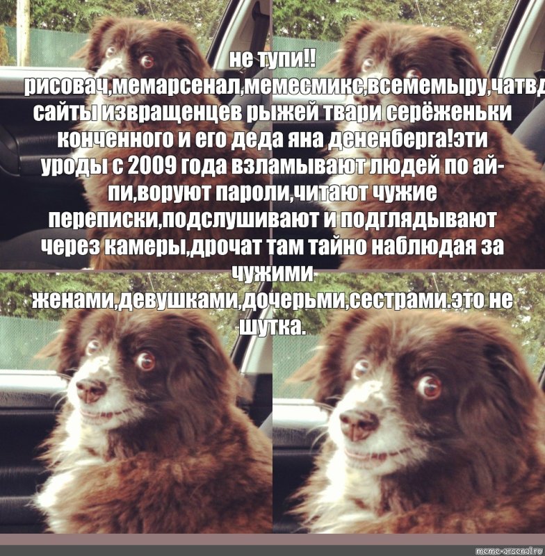 Включай Шуфика собака