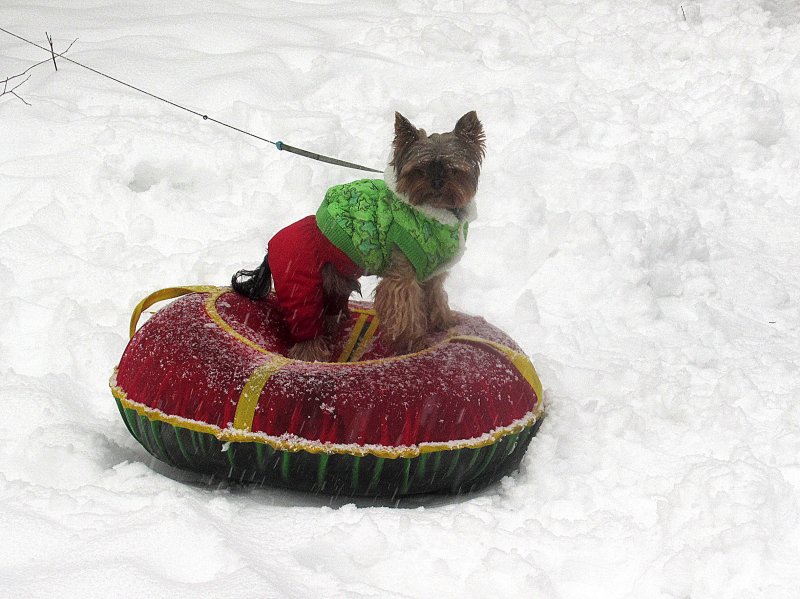 Ватрушки Мем