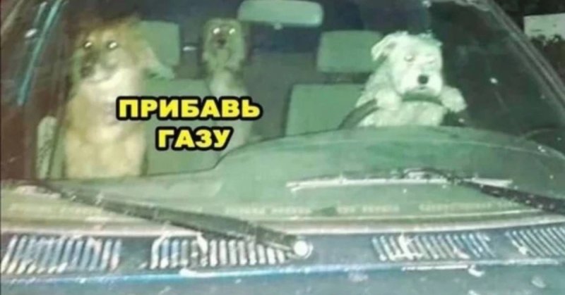 Собака за рулем Мем