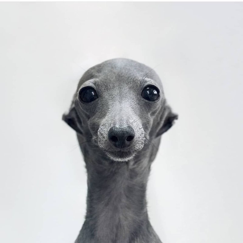 Итальянская борзая Левретка