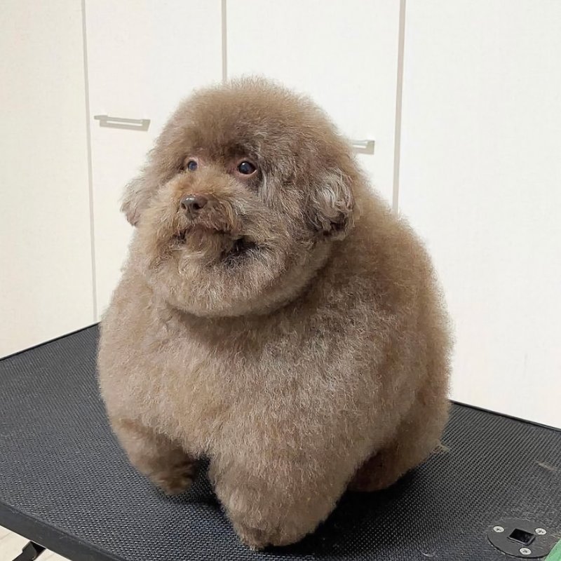 Лохматый пудель