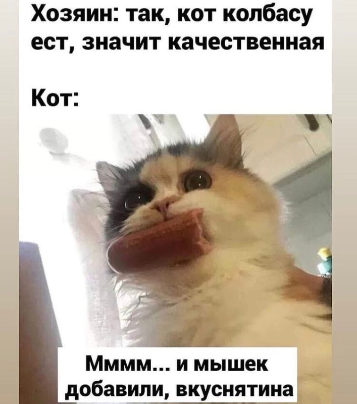 Кот с сосисками