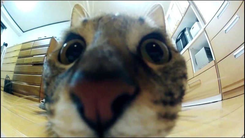 Котик прыгает на камеру