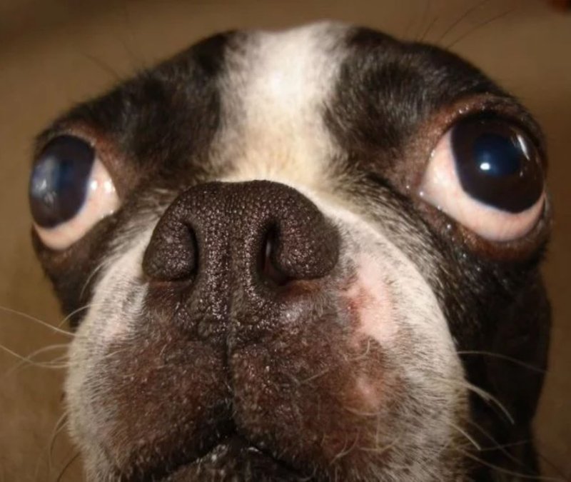 Собака с вытаращенными глазами