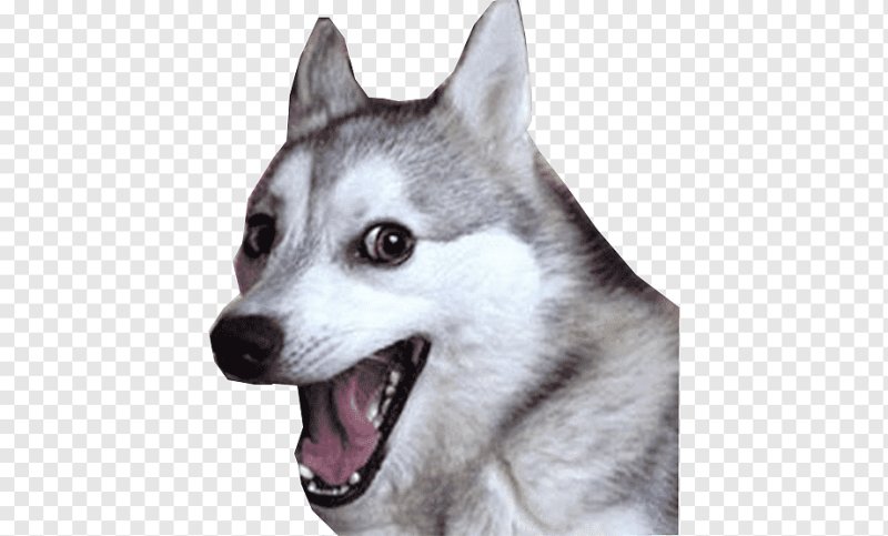 Хаски Мем