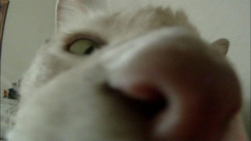 Котик с камерой