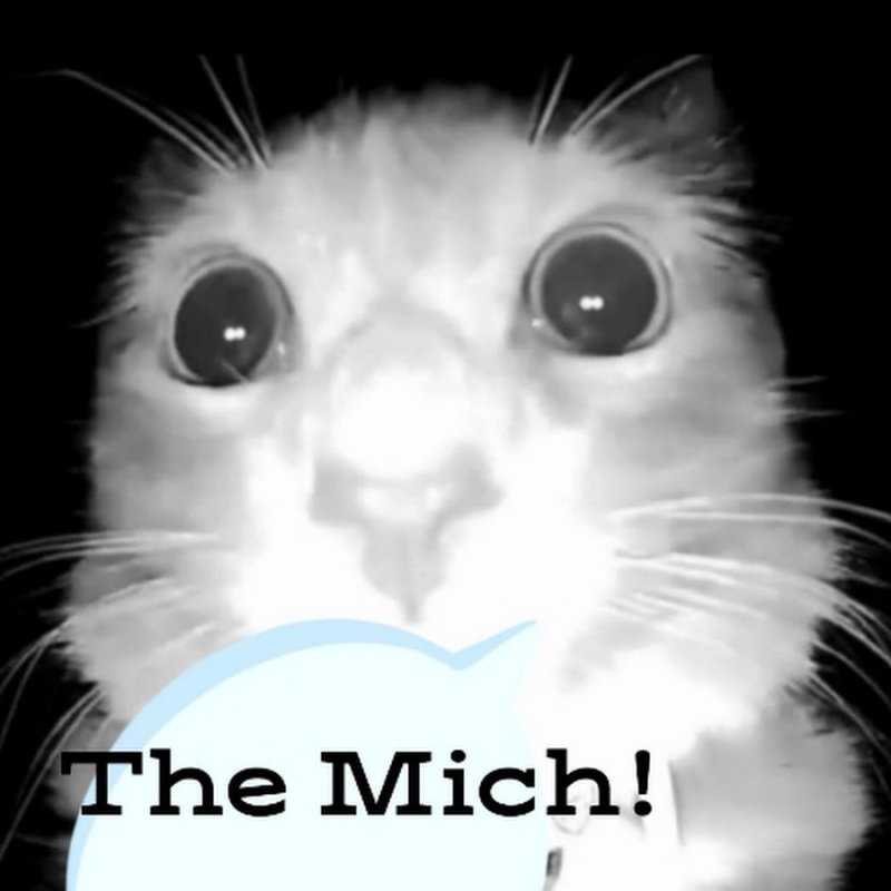 Кот нюхает камеру