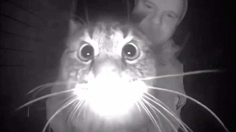 Кот нюхает креветку