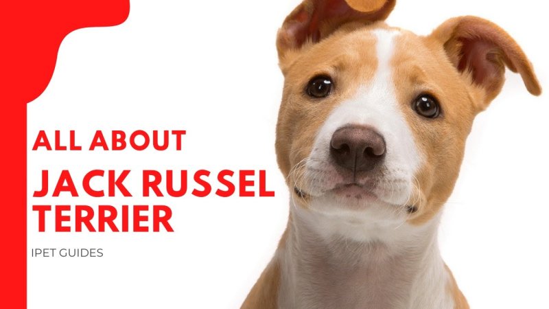 Джек Рассел