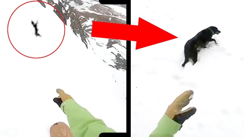 Собака скатывается с горы