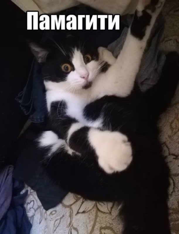 Кот памагитиии