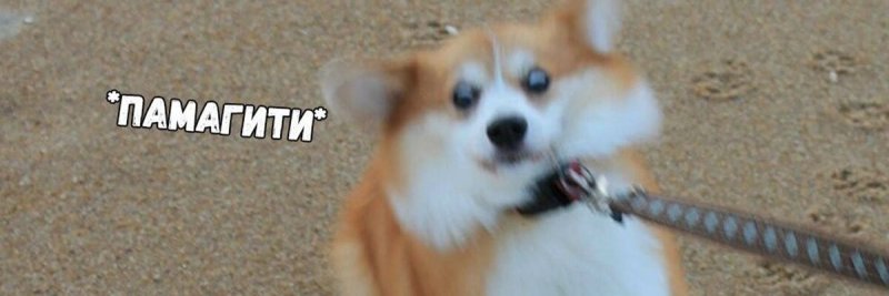 Памагити кот грустный