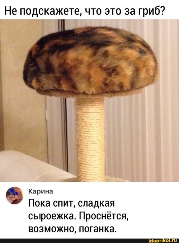 Кото гриб