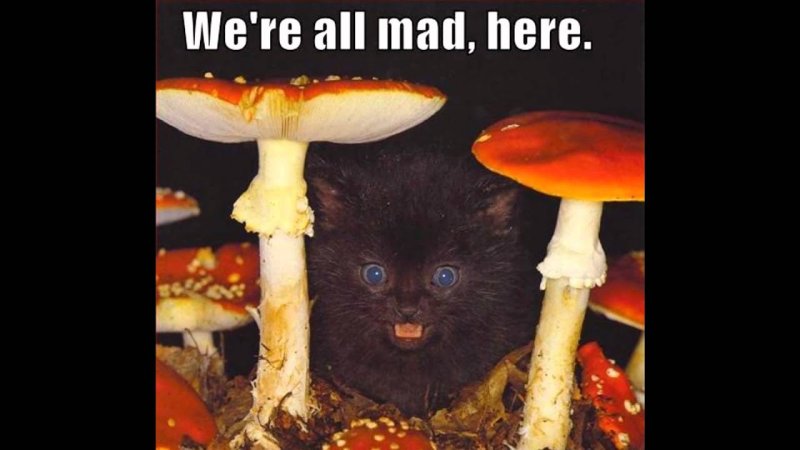 Смешные грибы