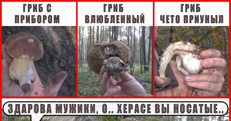 Смешные грибы фото