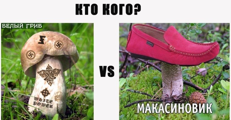 Прикольные грибы