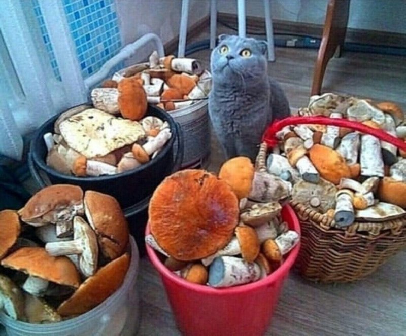 Грибной патруль