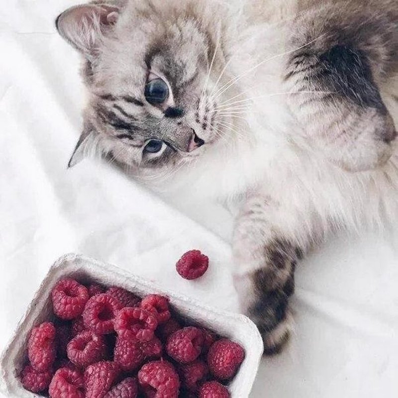 Котенок и малина