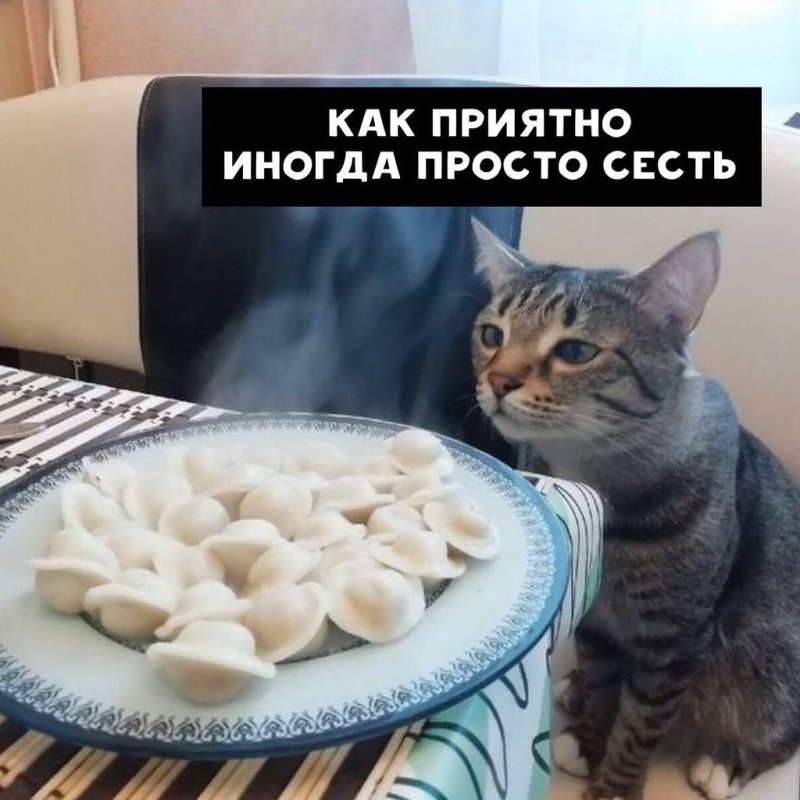 Коты пельмени
