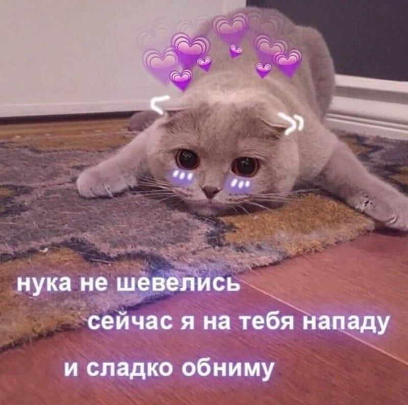 Милые котики не грусти