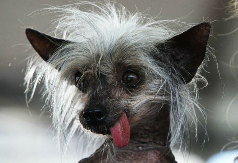 Чихуахуа китайская хохлатая