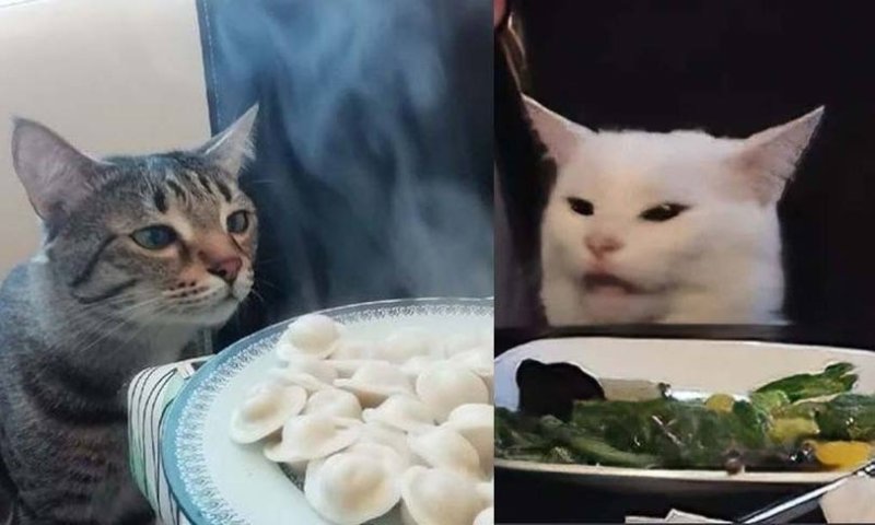 Кот пельмешка