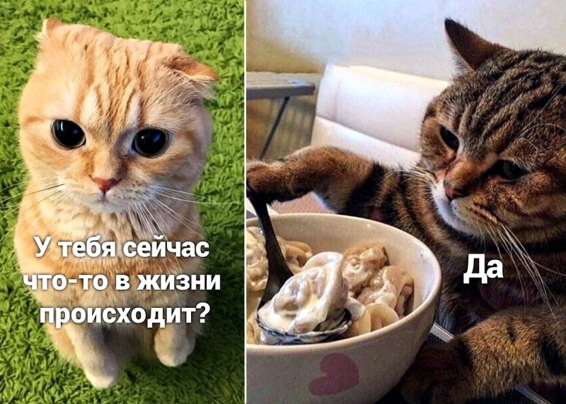 Мемы с котами и пельменями