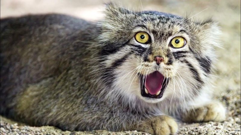 Дикая кошка Манул