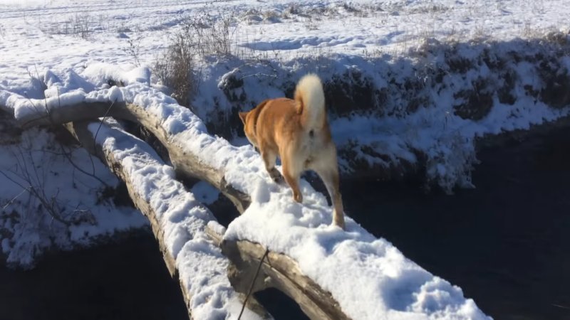 Это фиаско братан собака