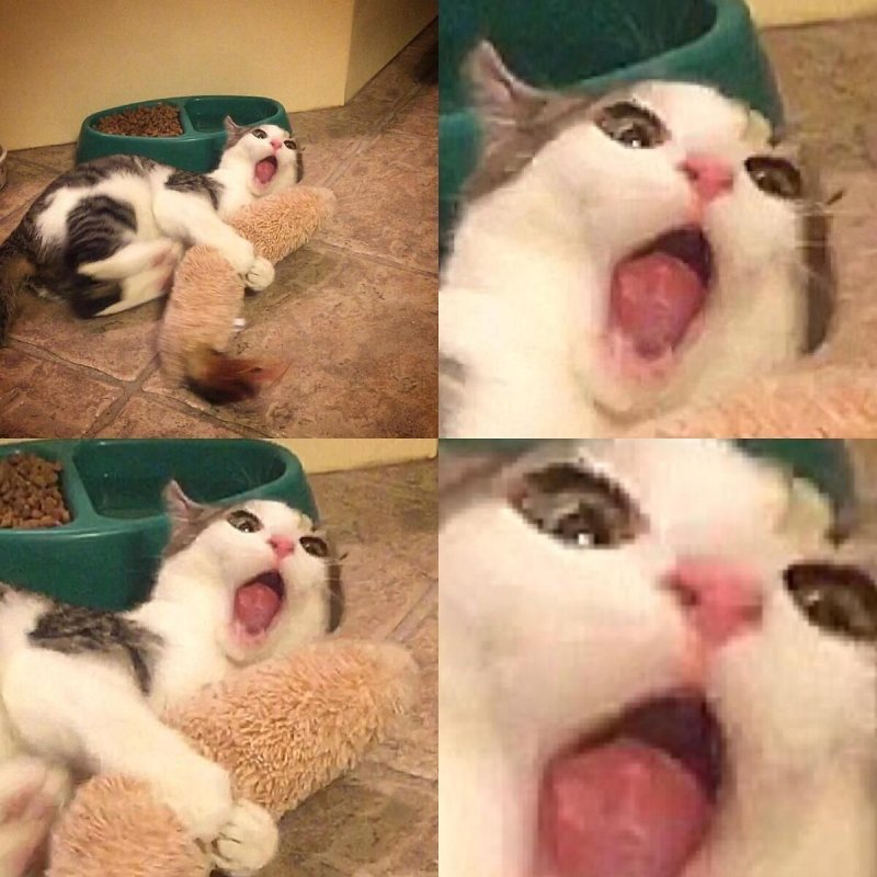 Мемы с котом