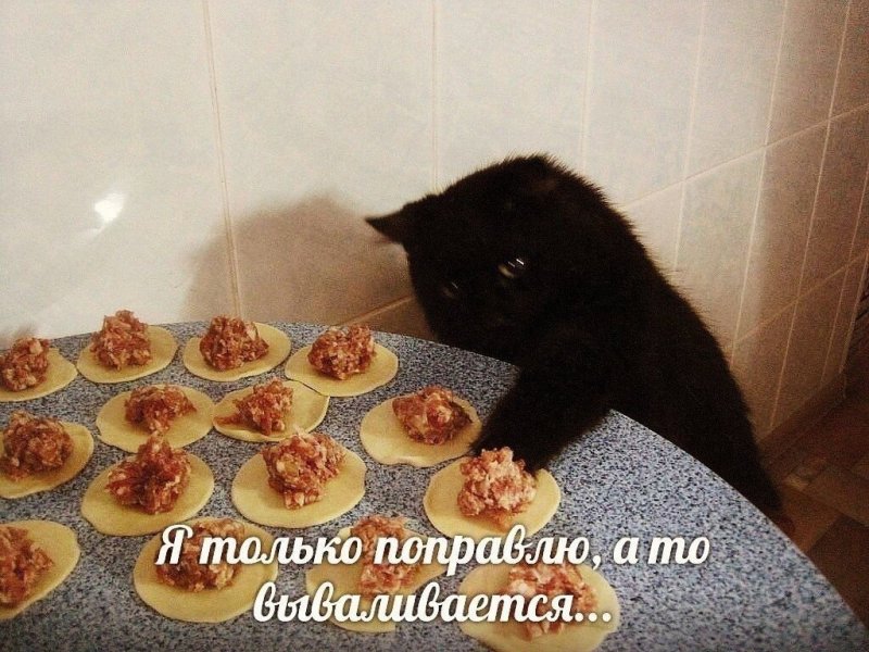 Кот кушает пельмени юмор