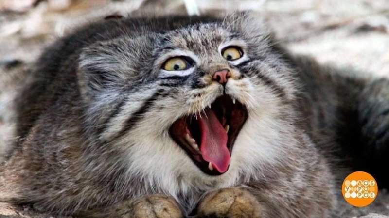 Сибирский дикий кот Манул